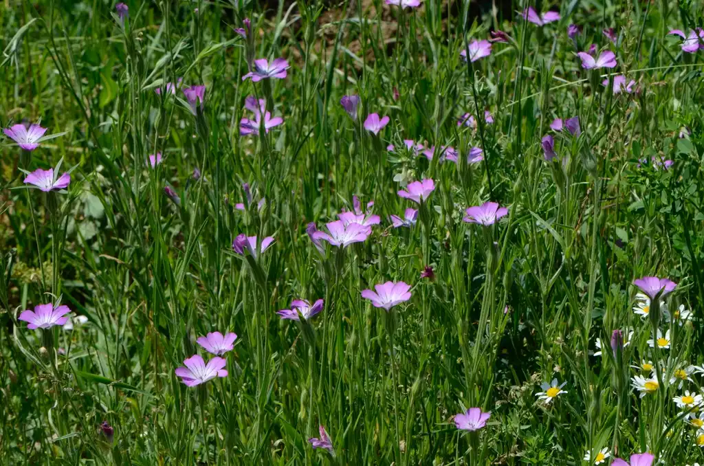 Photo of Agrostemma githago (Agrostemma githagos)