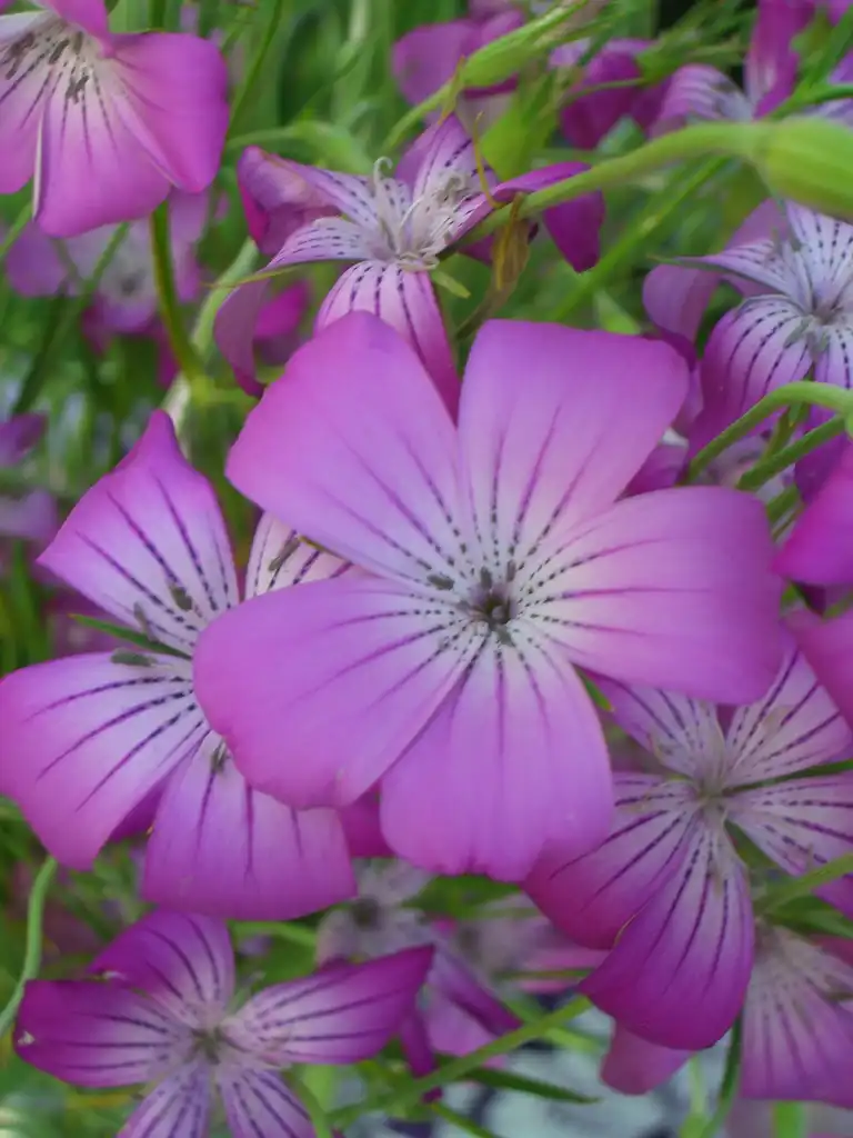 Photo of Agrostemma githago (Agrostemma githagos)