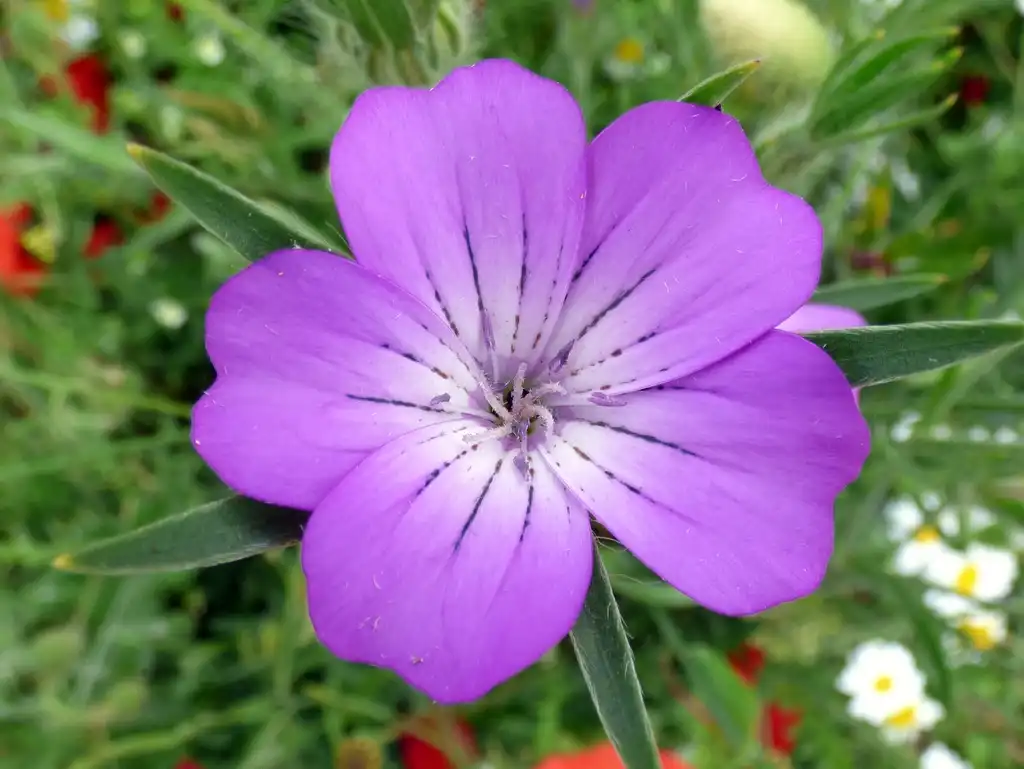 Photo of Agrostemma githago - purple flower:Peter O'Connor aka anemoneprojectors