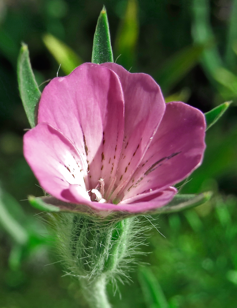 Photo of Agrostemma githago - pink flower:Swallowtail Garden Seeds