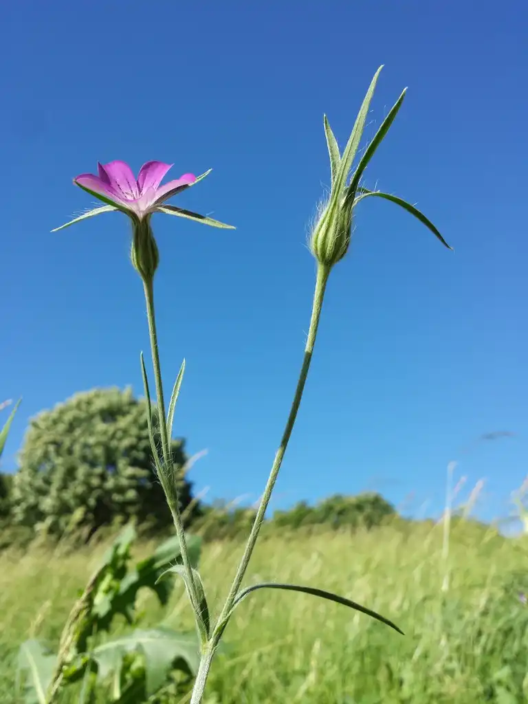 Photo of Agrostemma githago - Growing on a dry slope:Stefan.lefnaer