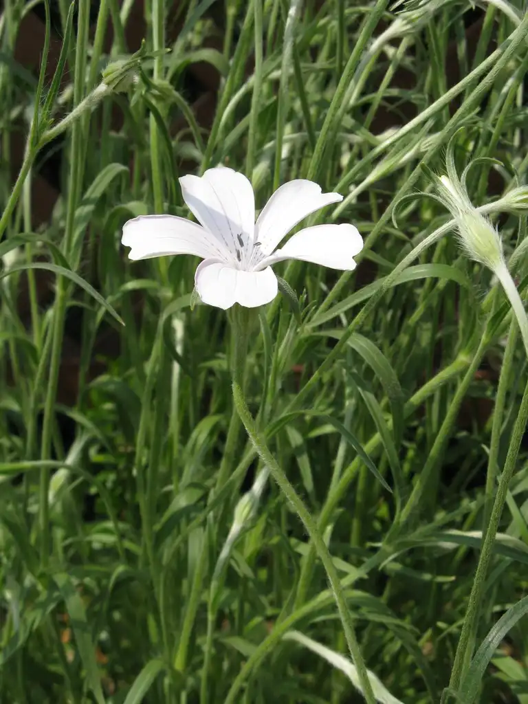 Photo of Agrostemma githago - Agrostemma githago 'Sakuragai':KENPEI