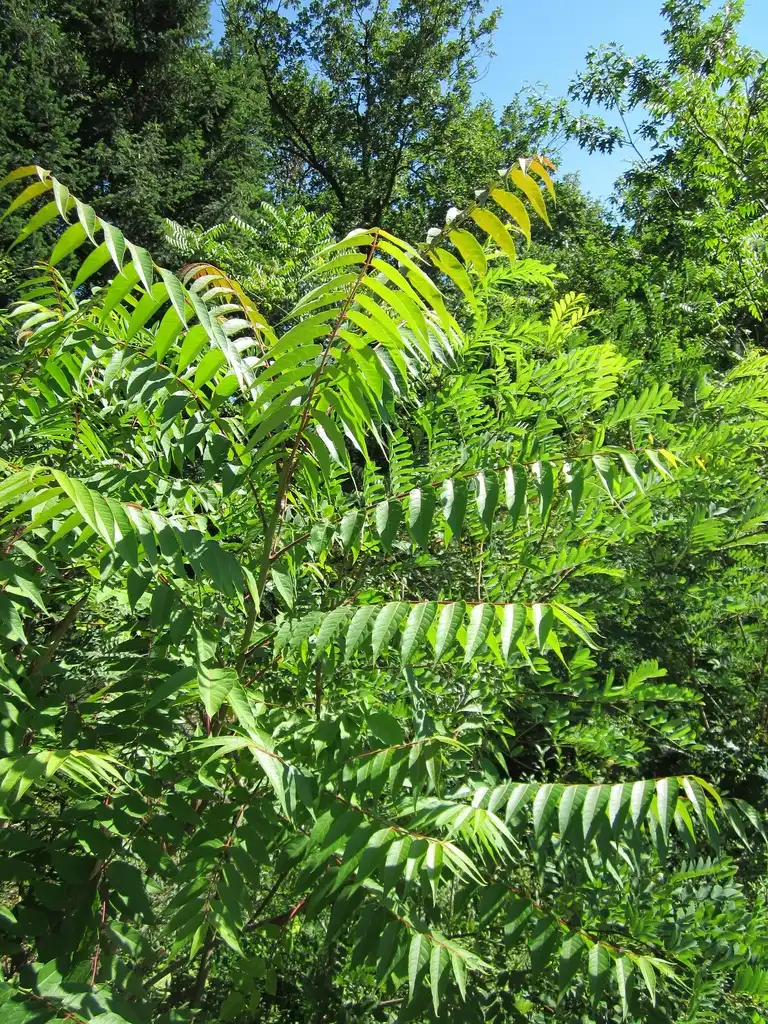 Foto de Ailanthus altissima (Ailanthus altissimas)
