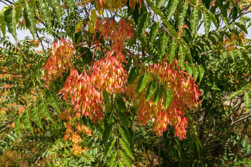 Foto de Ailanthus altissima (Ailanthus altissimas)