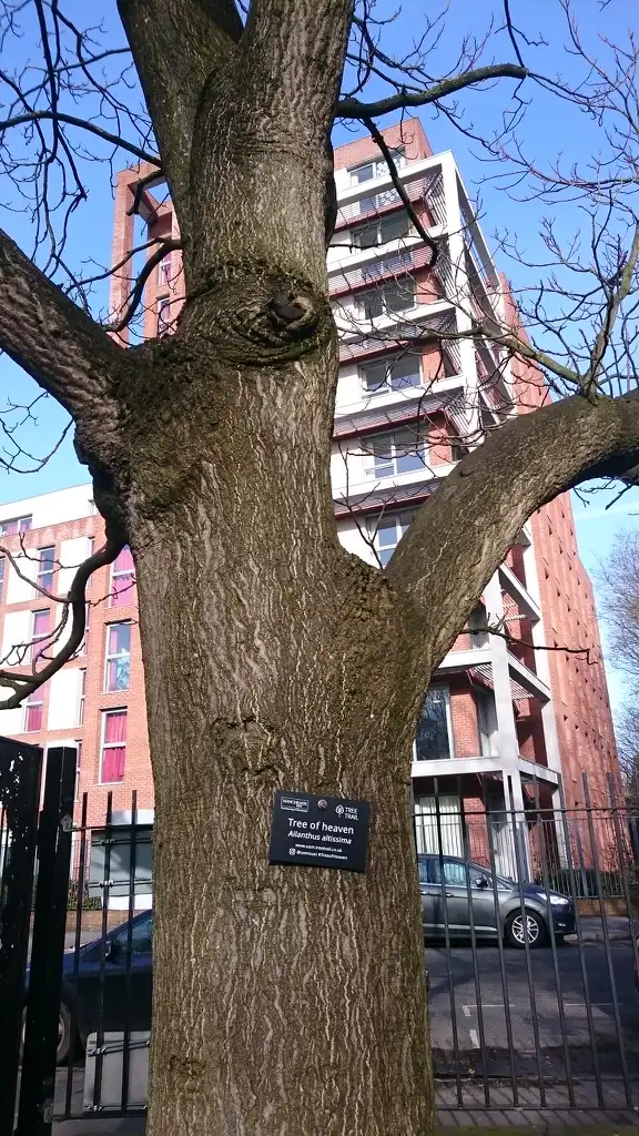 Foto de Ailanthus altissima - Bark:Dunk