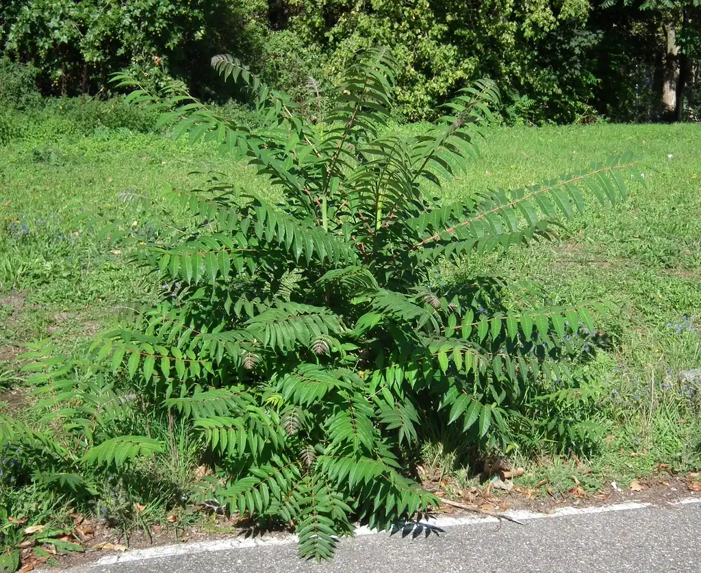 Foto de Ailanthus altissima - It can be very weedy, here it is seen growing along a roadside.:028mdk09