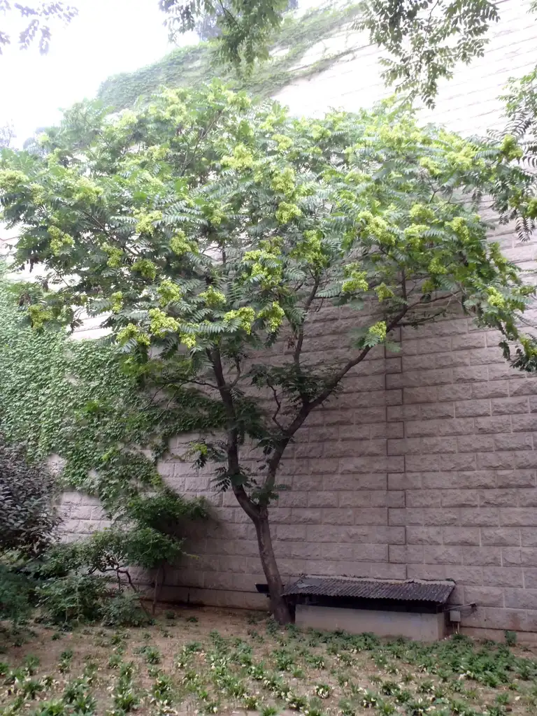 Foto de Ailanthus altissima - Fruit Form:Jim Robbins