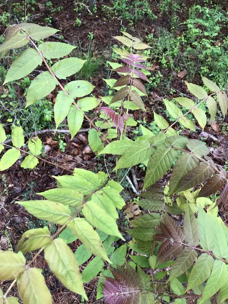 Foto de Ailanthus altissima - New Leaf (Wake County,NC):Cathy Dewitt