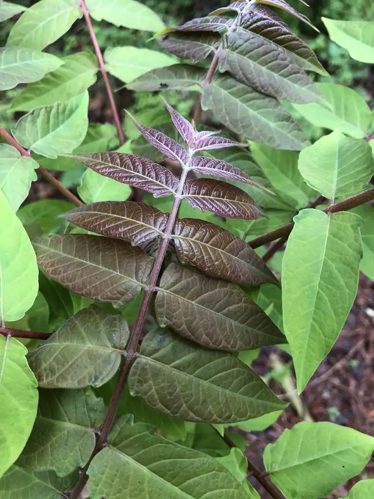 Foto de Ailanthus altissima - New leaf close-up (Wake County,NC)-Spring:Cathy Dewitt