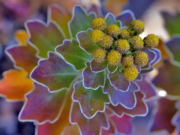 Photo of Ajania pacifica (Ajania pacificas)