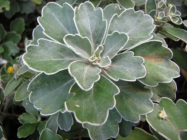 Photo of Ajania pacifica (Ajania pacificas)