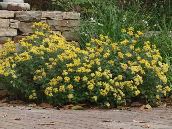 Photo of Ajania pacifica - Form:JC Raulston Arboretum