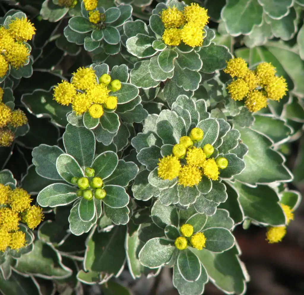 Photo of Ajania pacifica - Flowers and buds:Melburnian
