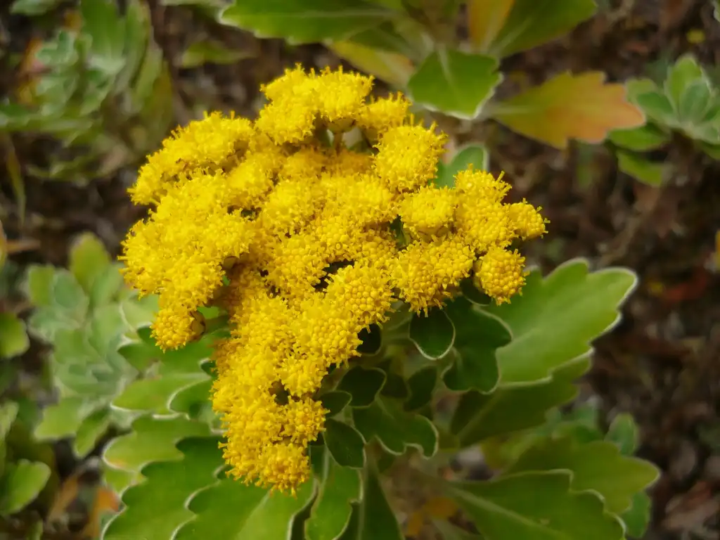 Photo of Ajania pacifica - Flower:Cillas