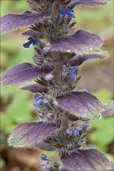 Foto de Ajuga pyramidalis (Ajuga pyramidaliss)