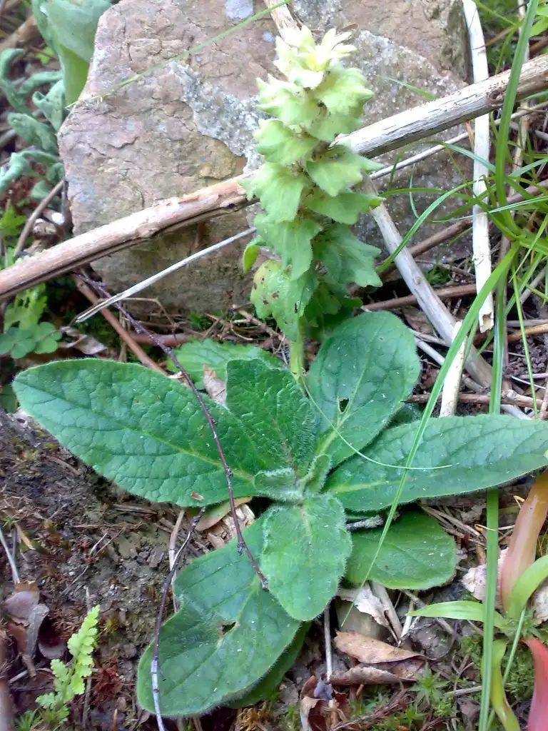 Foto de Ajuga pyramidalis (Ajuga pyramidaliss)