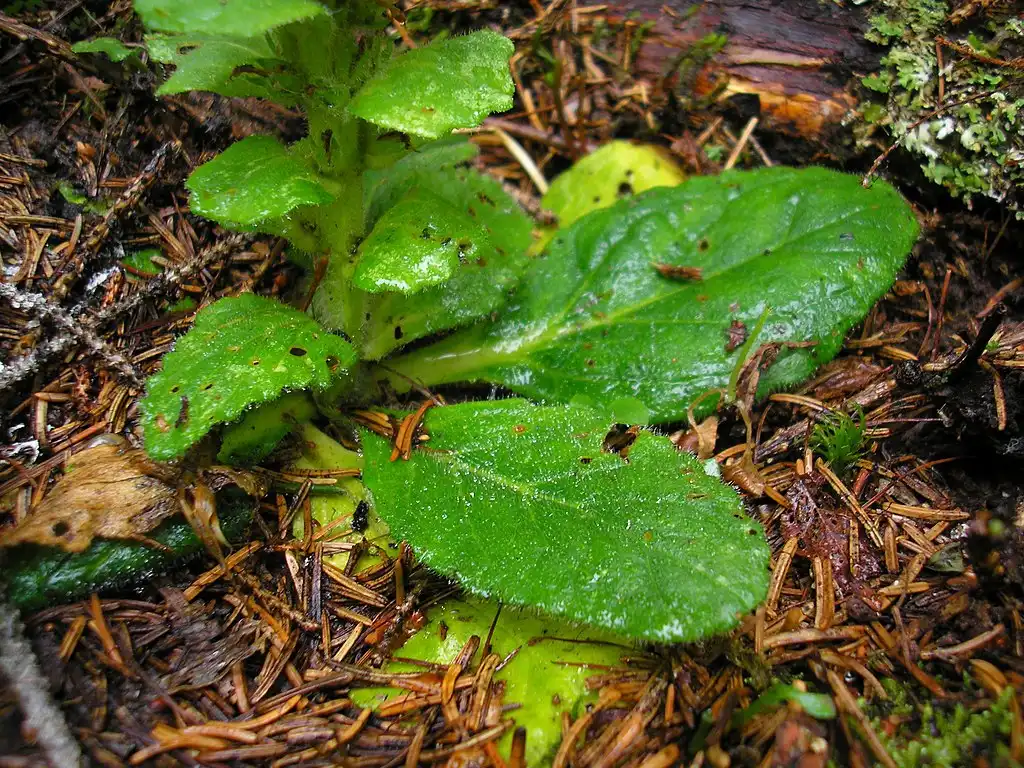 Foto de Ajuga pyramidalis - Closeup of leaves:Julia Kruse