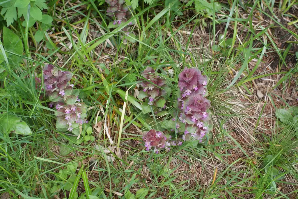 Foto de Ajuga pyramidalis - Growing in the grass:Lilane Roubaudi