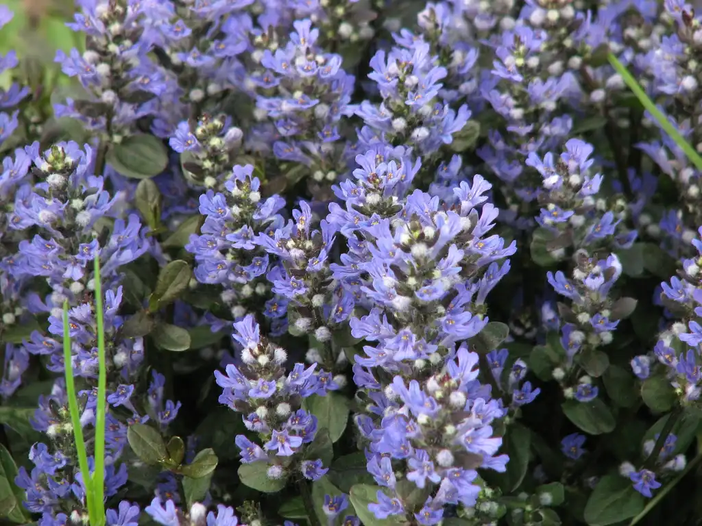 Photo of Ajuga reptans 'Chocolate Chip' (Ajuga reptans 'Chocolate Chip's)