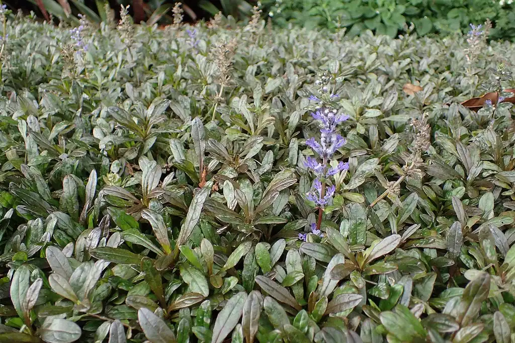 Photo of Ajuga reptans 'Chocolate Chip' (Ajuga reptans 'Chocolate Chip's)