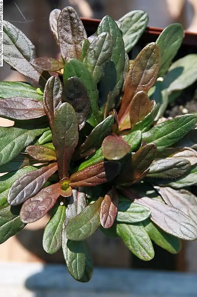Photo of Ajuga reptans 'Chocolate Chip' - Leaves:David J. Stang