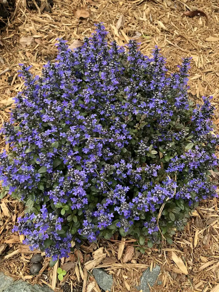 Photo of Ajuga reptans 'Chocolate Chip' - Full Form (Durham County,NC):Andrea Laine