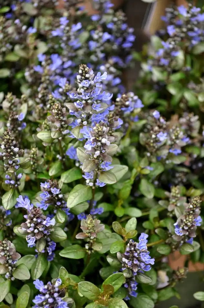 Photo of Ajuga reptans 'Chocolate Chip' - Flower:Whats Blooming