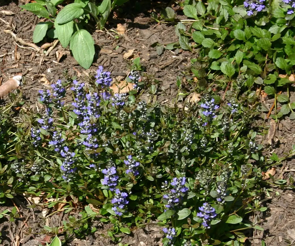 Photo of Ajuga reptans 'Chocolate Chip' - Form:SB Johnny