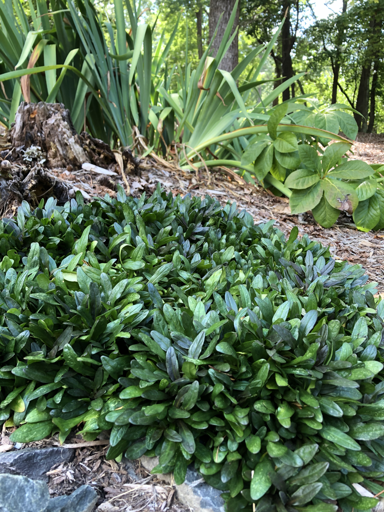 Photo of Ajuga reptans 'Chocolate Chip' - Form (Durham County,NC)-Mid Summer:Andrea Laine