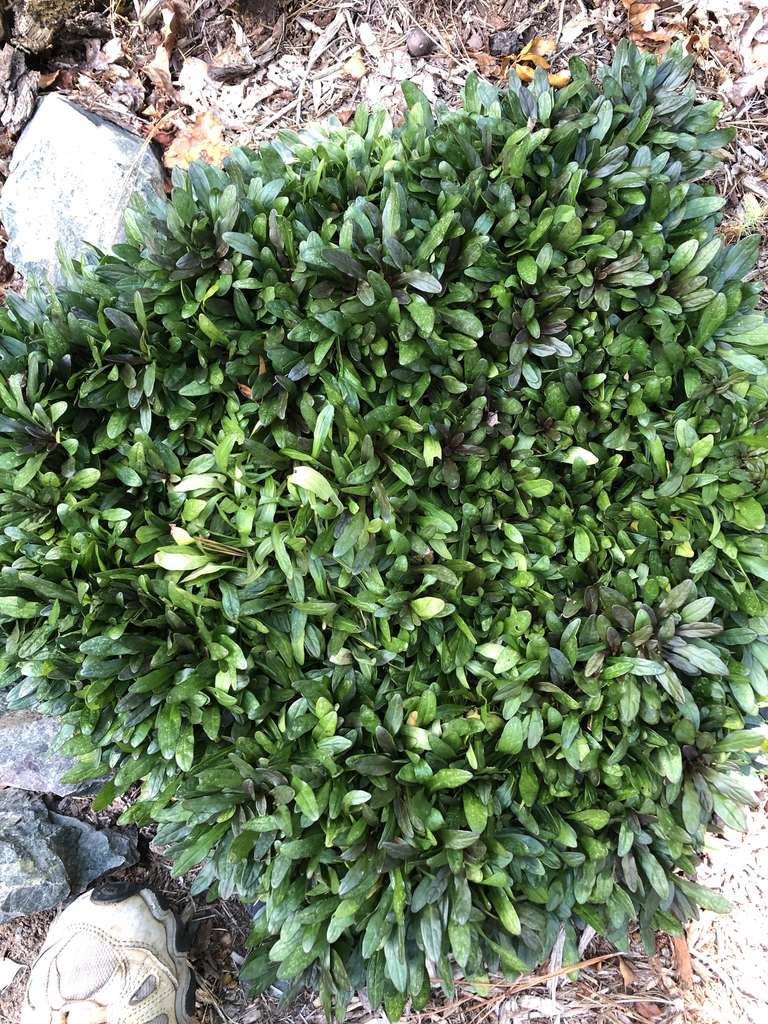Photo of Ajuga reptans 'Chocolate Chip' - Form (Durham County,NC)-Late Summer:Andrea Laine