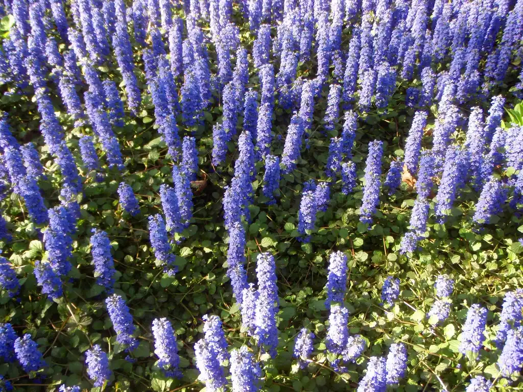 Фото Ajuga reptans (Ajuga reptanss)