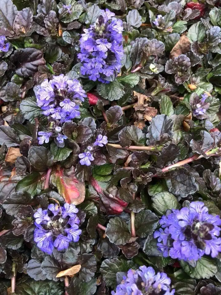 Фото Ajuga reptans - 'Black Scallop' flowers:Cathy Dewitt