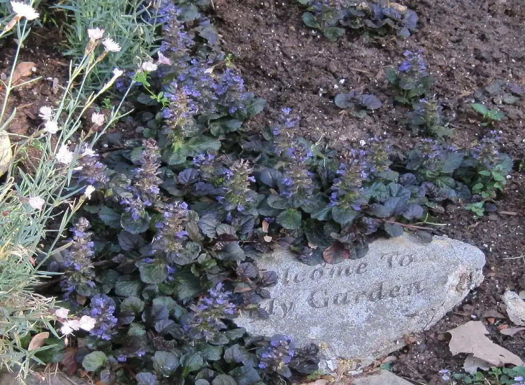 Фото Ajuga reptans - form, Wake County, NC:Cathy Dewitt