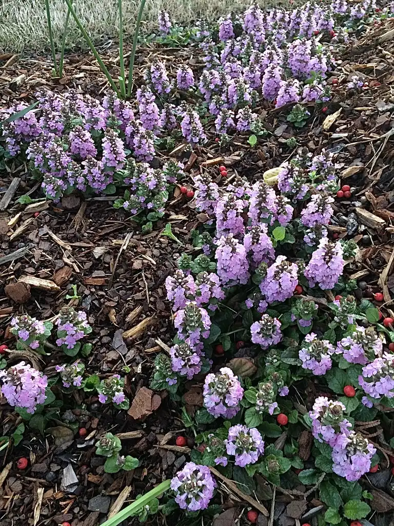 Фото Ajuga reptans - 'Pink Lightning' Flower Close-up (Durham County, NC)-Spring:Carol Tierney