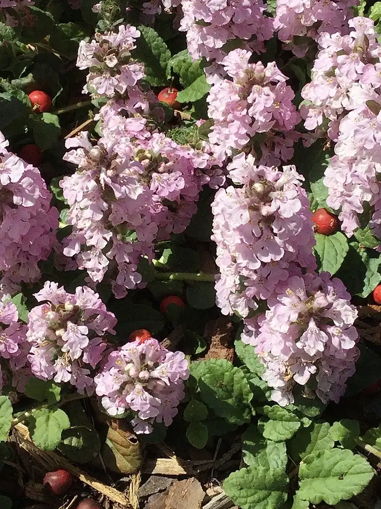 Фото Ajuga reptans - 'Pink lightning' Flower Close-up (Durham County,NC)-Spring:Carol Tierney
