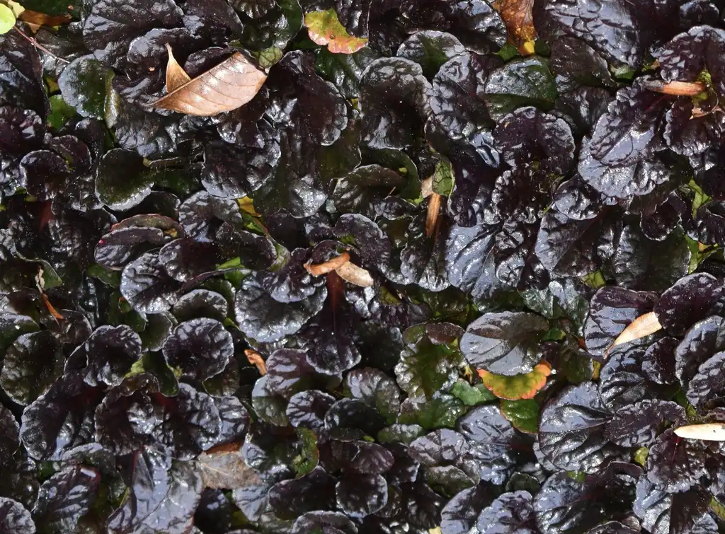 Фото Ajuga reptans - 'Black Scallop' Leaves Close-Up (Wake County,NC)-Fall:Cathy Dewitt