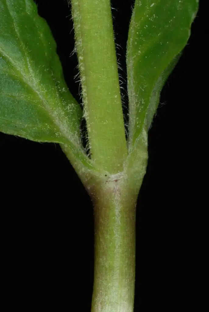 Фото Ajuga reptans - (Guilford County, NC)-Mid Spring:Douglas Goldman, USDA