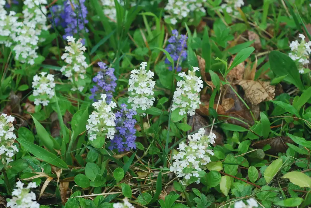 Фото Ajuga reptans - (Guilford County, NC)-Mid Spring:Douglas Goldman, USDA