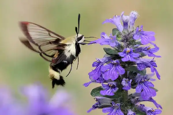 Фото Ajuga reptans - Snowberry clear wing moth pollinating an Ajuga reptans flower.:Ken Slade