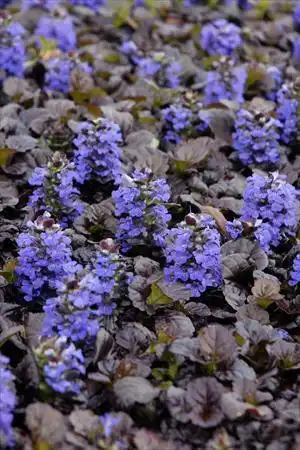 Фото Ajuga reptans - Black scallop:Rose Hill Gardens