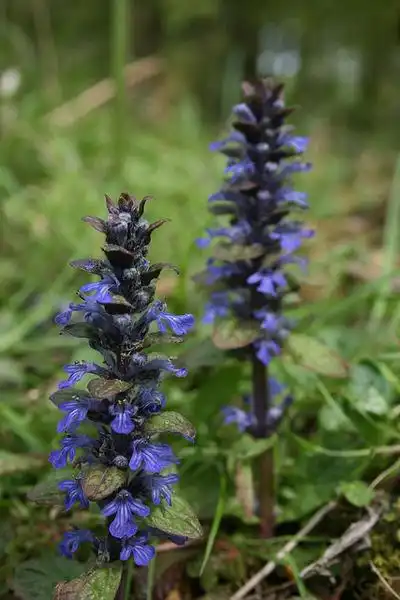 Фото Ajuga reptans - Flowers:Paul Appelton