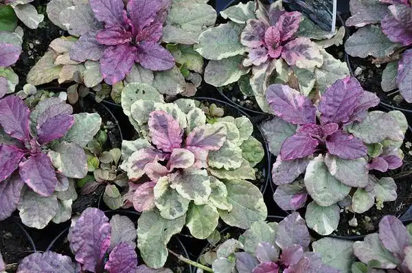 Фото Ajuga reptans - :Douneika