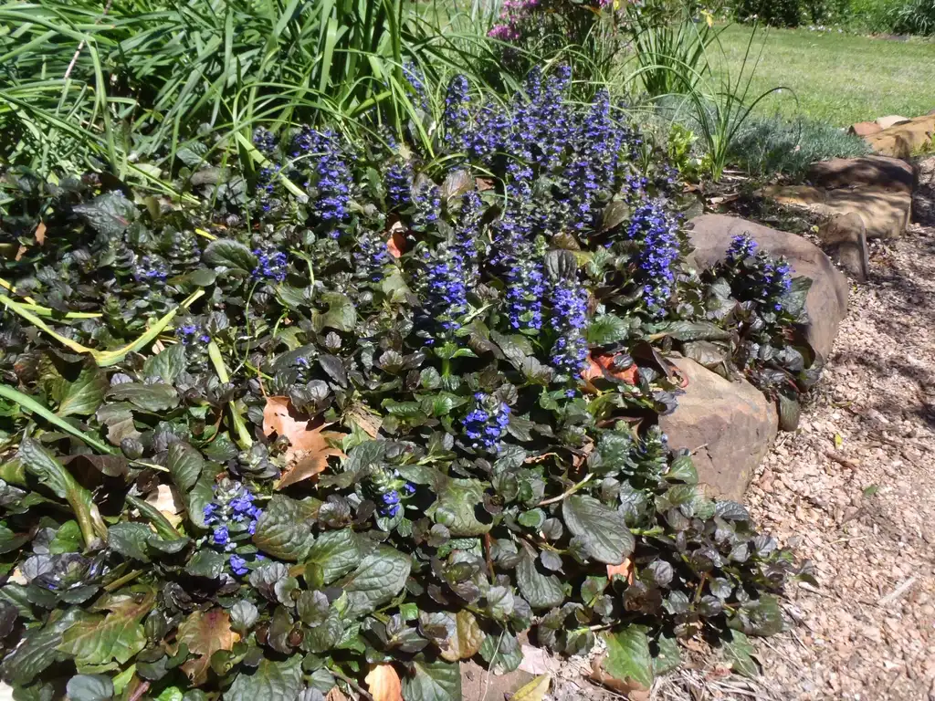 Фото Ajuga reptans - 'Catlins Giant Flower Form:Jim Robbins