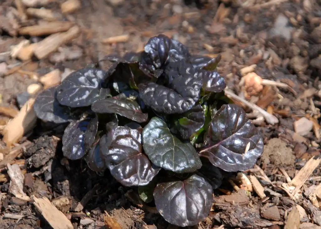 Фото Ajuga reptans - 'Black Scallop' Full Form:Jim Robbins