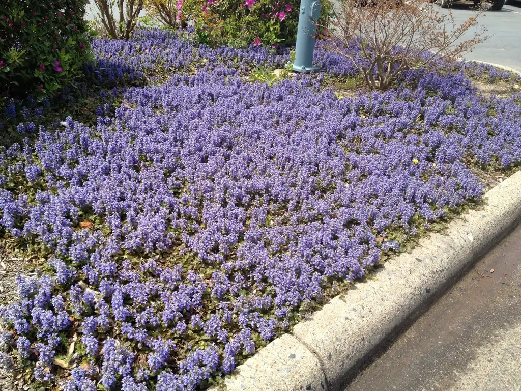 Фото Ajuga reptans - Flower Form:Jim Robbins