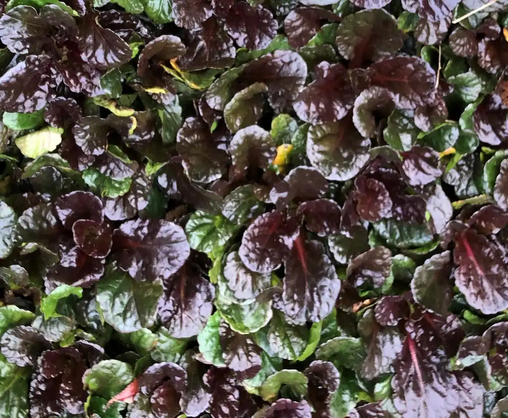 Фото Ajuga reptans - 'Black scallop', leaves:Cathy Dewitt