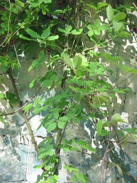Фото Akebia quinata (Akebia quinatas)