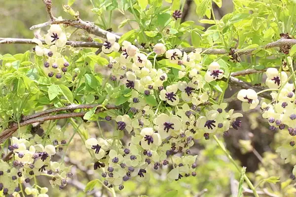 Фото Akebia quinata (Akebia quinatas)