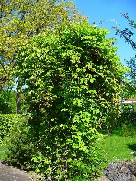 Фото Akebia quinata - Form:H.Zell
