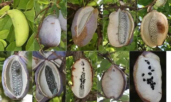 Фото Akebia quinata - Cucumber shaped fruits with white flesh and black seeds.:Alspdake